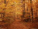 Playlist octobre 2006