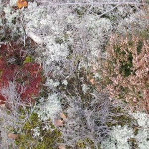 Fursaxa - Mycorrhizae Realm